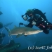 shark_tiger_sand_atlas_h_0177_nca0383.jpg